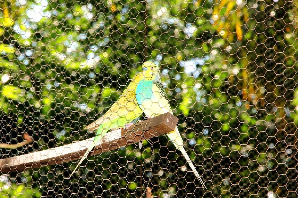 Pousada Tia Nena Olímpia Exterior foto